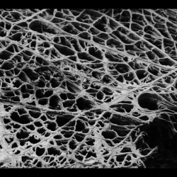 HADOPELAGYAL - Zalmathic Necroichorion DIGI CD