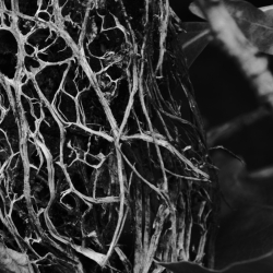HADOPELAGYAL - Zalmathic Necroichorion LP (BLACK)