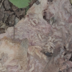 VICISSITUDE / PALE SPEKTRE - Fumerole Cauterization in Strigoic Wanion DIGI CD (PRE-ORDER)